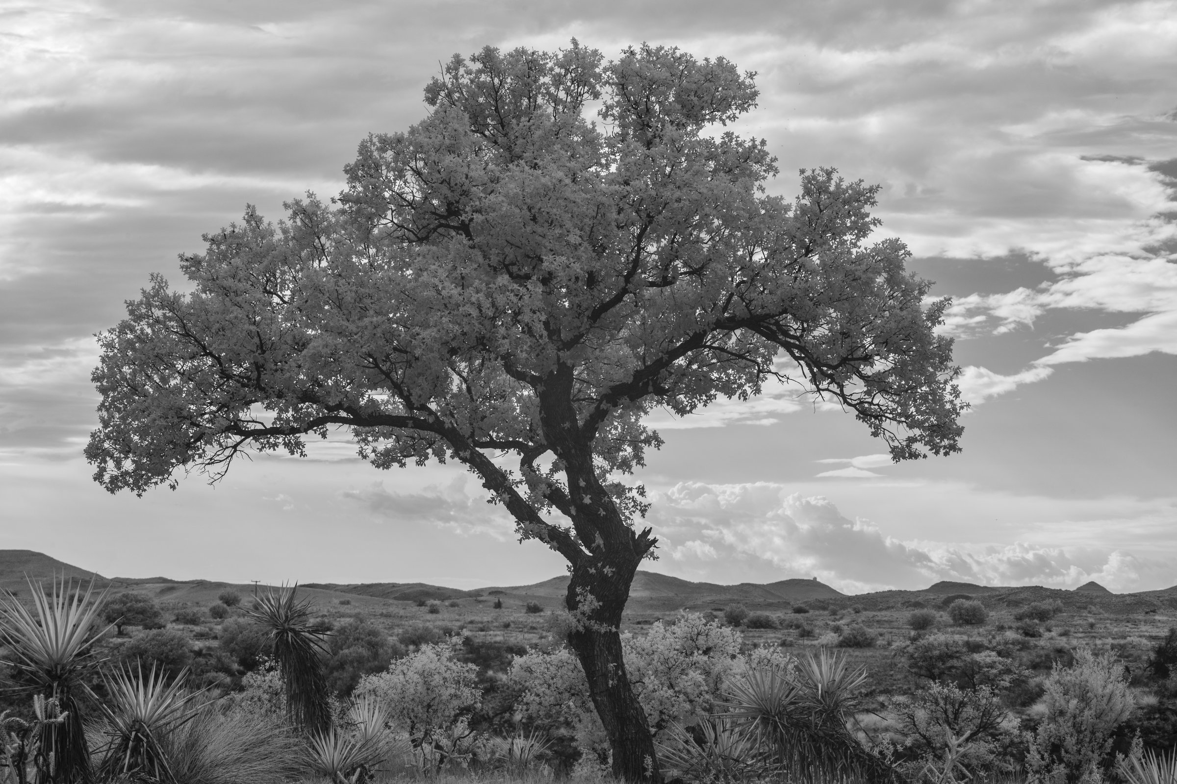 West Texas Oak Tree